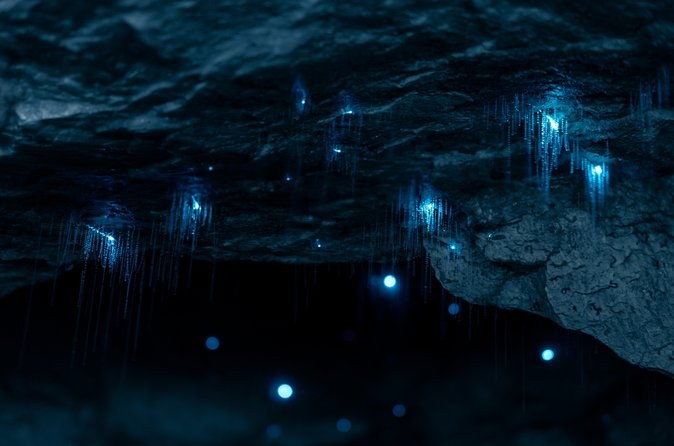 Glowworms lighting the dark ceiling of a cave in pinpoints of blue